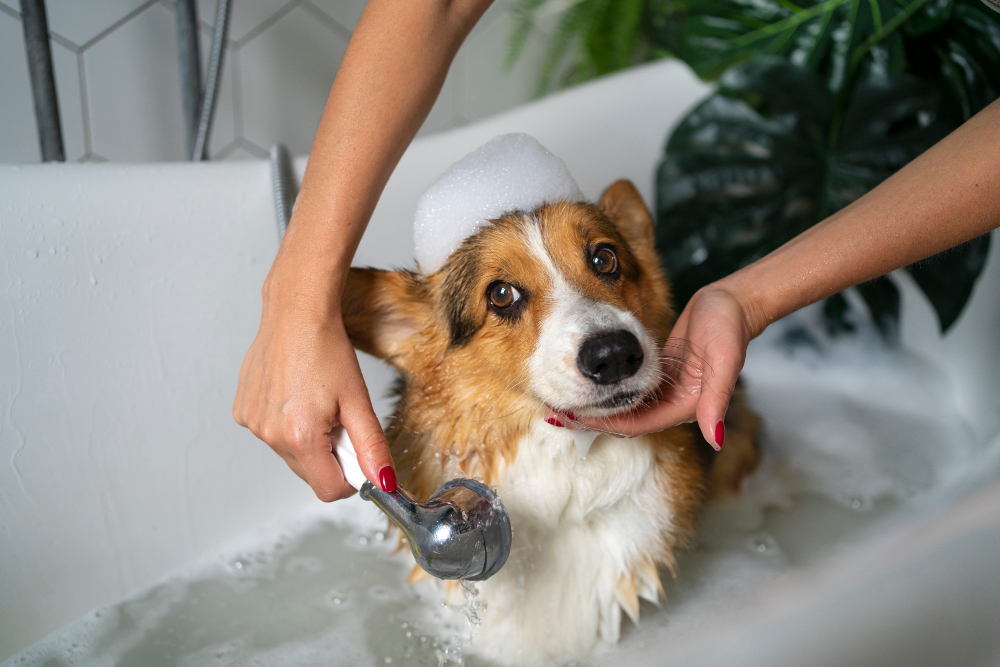 6 Remarkable Benefits of Bathing Your Dogs Charlie's Car & Dog Wash